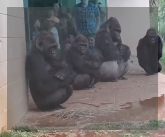Gorillák az esőben